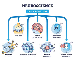 Poster - Neuroscience as study of nervous system medical division outline diagram. Labeled educational field scheme with synapses, brain structures, cognitive process and neurotransmitters vector illustration