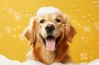 Happy Golden Retriever ​​in bath with foam and bubbles. Yellow Background. Great Banner Concept for Petshops