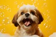 Happy Shih-Tzu dog ​​in bath with foam and bubbles. Yellow Background. Great Banner Concept for Petshops