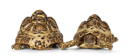 Poster - Front an back side of Leopard Tortoise aka Stigmochelys pardalis. Isolated on a white background.