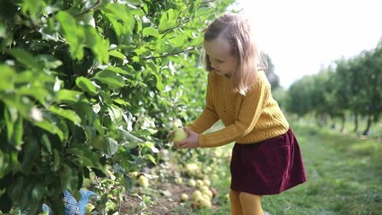 Wall Mural - Adorable preschooler girl picking red ripe organic apples in orchard or on farm on a fall day