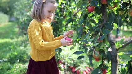 Wall Mural - Adorable preschooler girl picking red ripe organic apples in orchard or on farm on a fall day