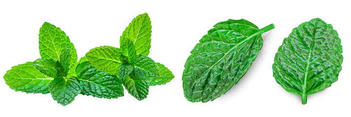 Wall Mural - Fresh mint on white background. Mint leaves isolated. Melissa, peppermint close up.