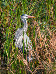 Wall Mural - Great Blue Heron