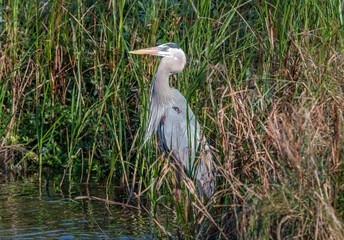 Wall Mural - Great Blue Heron