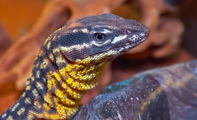 Wall Mural - Spiny-tailed monitor (Varanus acantburus),  watching the prey