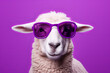 White sheep wearing purple sunglasses on purple background.