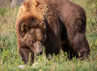 Wall Mural - grizzly bear closeup in grassy meadow of montana, usa
