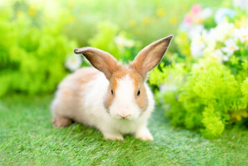 Wall Mural - young white brown rabbit sitting in nature, adorable fluffy bunny, concept of rabbit easter