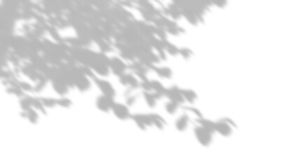 Wall Mural - nature shade shadow tree branches leaves movement cutout on transparent backgrounds 3d rendering