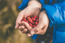 Red Rosehip Berry In Human Hand, Healthy Fruit Of The Autumn