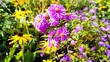 fleissige Biene sammelt Nektar an violetten Blüten, Insekt, Bienen, Bestäubung, fliegen, Honig, Makro, Zeitlupe, Nahaufnahme