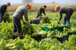  group of men gardeners picking harvest of fresh celery to crates 