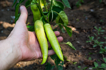 A male hand holds two young green peppers hanging from a pepper plant in the garden. Its a sunny day, with peppers dappled in sunlight and shadows. Close up view, agricultural concept