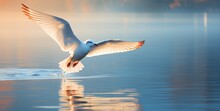 A White Bird Flying Over Water