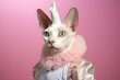 © Markus Schröder - cornish rex cat wearing a unicorn costume against a dusty rose background