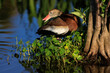 Black Bellied Whistling Duck in the Florida Everglades