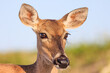 White Tailed deer up close head image