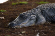 Large alligator sleeping in the Florida Everglades
