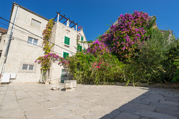 Canvas Print - Bougainvillea flowers in old town of Split in Dalmatia, Croatia