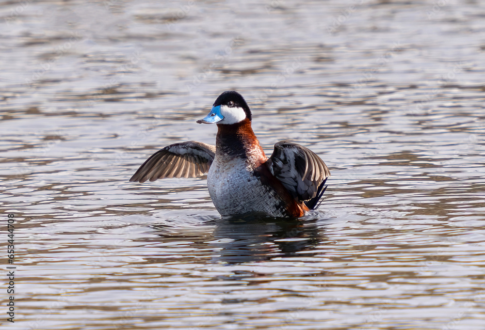 Drake Ruddy Duck Ruddy Duck drake rising out of the water and flapping its wings during ...