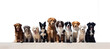 Row of cute dogs of different breeds lined up, sitting and looking at the camera. Pet shop web banner