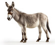 © Uros Petrovic - Beautiful donkey is standing isolated on white background. Generative AI image illustration. Beautiful animals concept