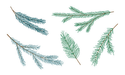 Naklejka na meble Set of green spruce pine fir branches isolated on white. Coniferous tree twigs for design. Hand drawn evergreen plant. Christmas new year holidays concept. Design element