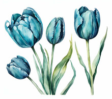 Blue Tulip Flower On Paper, Drawing Watercolor Painting