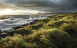  autumn sea landscape, seashore with wind and grass. AI generation