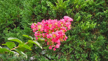 Wall Mural - pink flowers in the garden