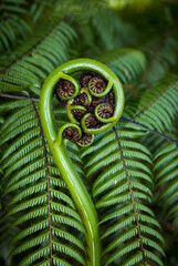 new shoot of fern frond on new zealand tree fern. the koru (māori for 'loop or coil') is a spiral sh