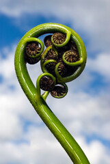 New shoot of fern frond on New Zealand tree fern. The koru (Māori for 'loop or coil') is a spiral shape based on the new unfurling frond
