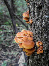 Tiny Clusters Of Orange Mushrooms Growing On The Bark Of The Tree