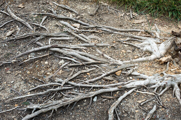 Tangled Gray Tree Roots Growing Above Ground