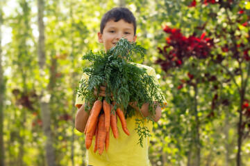 Wall Mural - Happy kid with a bundle of large carrots near autumn trees.