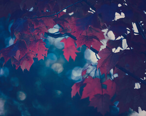 Wall Mural - Branch with moody toned leaves in autumn