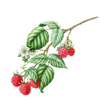 Raspberry branch with berries, leaves and flowers. Watercolor illustration. Hand painted raspberry twig botanical detailed illustration. Raw fresh garden and forest natural organic tasty berries