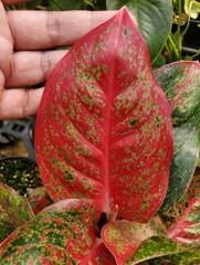 Wall Mural - Closeup of a beautiful red leaf of Aglaonema Hybrid