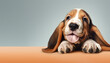 Cute Basset Hound dog puppy on bright pastel background. for presentation. copy text space.

