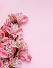 Wall Mural - Beautiful Alstroemeria flowers on pink background