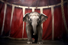 Large Elephant Inside Circus Tent With Red Curtains