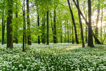 sunny forest with wild garlic