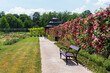 Esterhazy rose garden in summer