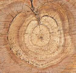 Brown background texture of sawn tree trunk. tree rings. stump surface close up