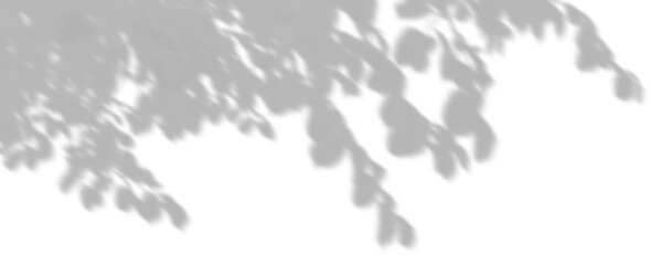 Wall Mural - smooth shadow tree branches foliage move on transparent backgrounds 3d rendering png