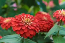 Zinnias. Beautiful Red Flowers On A Blurred Background. Close-up. Selective Focus. Copyspace