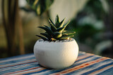 Close-up and bokeh of a haworthia andy succulent plant in a small white pot placed on a table with an ethnic tablecloth on the terrace of the house in the evening when the sunlight is golden yellow