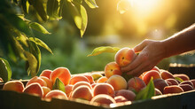 Person Holding A Fresh Basket Of Ripe Peaches, Farmer Harvesting, Fresh Golden Orange Pink Peach