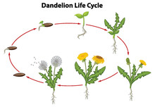 Dandelion Flower Life Cycle Illustration